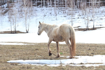 horses graze on the hill