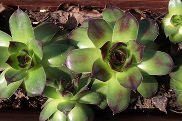 Detail of trees of Sempervivum genus succulent plants, placed in rectangular plastic flower pot.