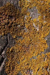 Yellow lichen texture, possibly of Caloplaca genus, on trunk of pear fruit tree. 