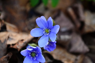 Hepatica Nobilis: sky-blue spring flowers on the dry grass