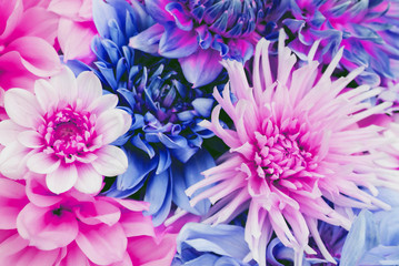 Beautiful colorful white, blue and purple dahlia flowers in full bloom.