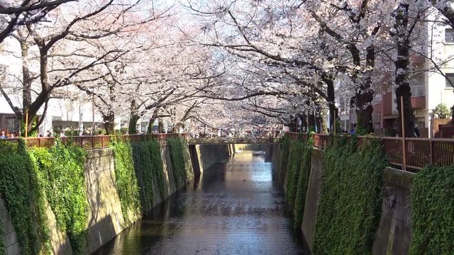 川沿いの満開の桜並木