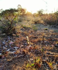 autumn in the forest
