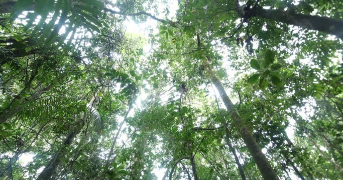 Looking up to the rainforest canopy in the rain, slow motion tracking shot. In pristine rainforest near Rio Tiputini, Orellana province, Ecuador