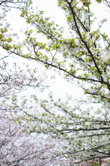 View of pink and white cherry trees in bloom during spring 2020 on a cloudy day