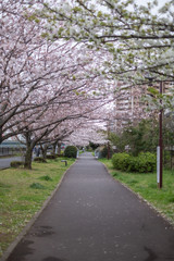 View of pink and white cherry trees in bloom during spring 2020 on a cloudy day along Sakai-gawa River in Urayasu, Chiba, Japan