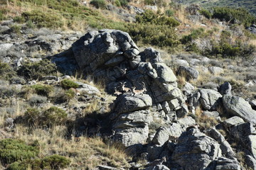 familia cabras hispanicas