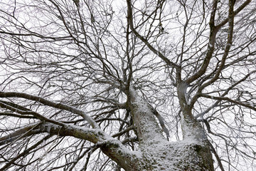 Beautiful sunny winter day in the woods