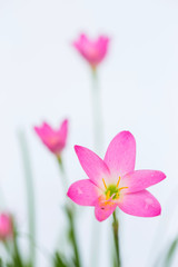 Fototapeta premium purple rain lily flower on white background.