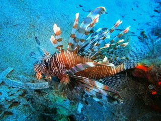 The amazing and mysterious underwater world of Indonesia, North Sulawesi, Manado, scorpionfish