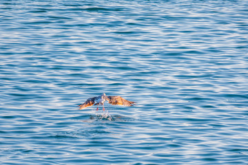 Obraz premium Seagull flying low over the water and hunt for fish.