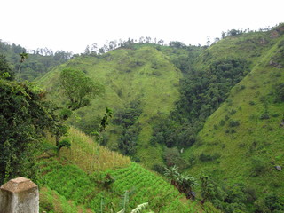 Fototapeta na wymiar The forest on the mountains of Sri Lanka