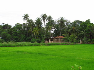 The small village close Yala National park, Sri Lanka