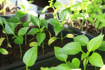 seedlings in plastic pots on the windowsill