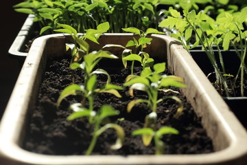 seedlings in plastic pots on the windowsill