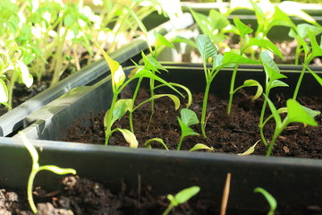 seedlings in plastic pots on the windowsill