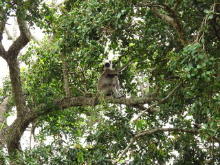 The monkey on the safari in Yala National park, Sri Lanka