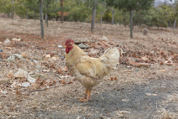 Rooster in grass among woods outdoors