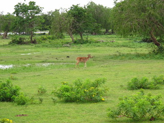 Naklejka na ściany i meble The antelope on the safari in Yala National park, Sri Lanka