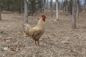 Rooster in grass among woods outdoors