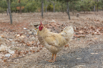 Rooster in grass among woods outdoors