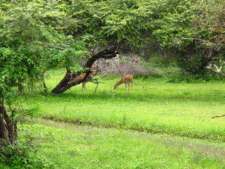 Fototapeta na wymiar The antelope on the safari in Yala National park, Sri Lanka