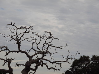 The bird on the safari in Yala National park, Sri Lanka