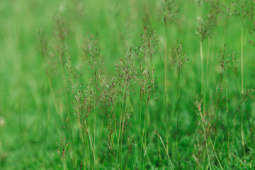 Beautiful grass flower field on the ground.