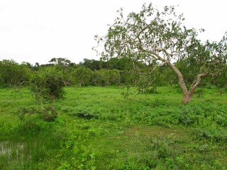 The landscape in Yala National park, Sri Lanka