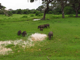The warthog on the safari in Yala National park, Sri Lanka