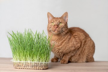 Naklejka na ściany i meble Ginger cat sitting beside a plant pot with grass and looking sideways.