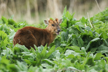 A stag Muntjac Deer, Muntiacus reevesi, feeding on the leaves of Comfrey plants growing in the wild along the bank of a river in the UK.