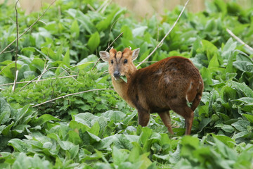 A stag Muntjac Deer, Muntiacus reevesi, feeding on the leaves of Comfrey plants growing in the wild along the bank of a river in the UK.