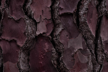 Wooden Background.Seamless texture of wood bark. Background texture of tree bark. photo of a live...