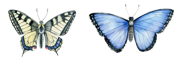Obraz premium Watercolor Butterflies (Papilio machaon, Menelaus blue morpho) Isolated on White Background. Hand Drawn Illustration 