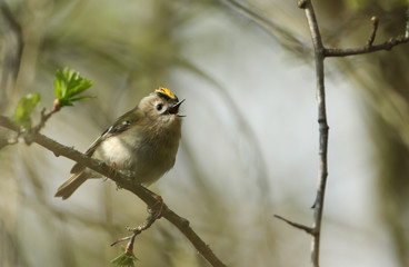 A beautiful Goldcrest, Regulus regulus, perching on a branch of a Hawthorn tree singing in spring.