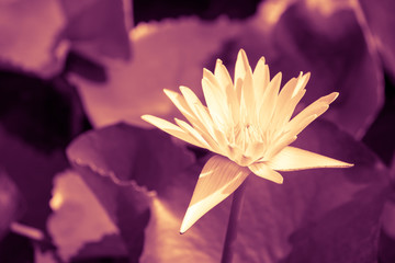 Beautiful white waterlily or lotus flower blooming and leaf in morning summer tropical on water surface pond. Green nature background, meditation, spa concept. Monochrome tone.