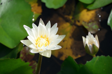 Beautiful white waterlily or lotus flower blooming and leaf in morning summer tropical on water surface pond. Green nature background, save environmental or abstract peace, meditation, spa concept.