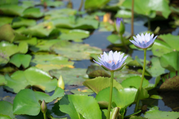 Beautiful purple waterlily or lotus flower blooming and leaf in morning summer tropical on water surface pond. Green nature background, save environmental or abstract peace, meditation, spa concept.