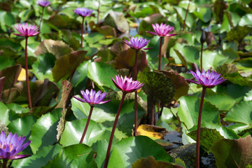 Beautiful purple waterlily or lotus flower blooming and leaf in morning summer tropical on water surface pond. Green nature background, save environmental or abstract peace, meditation, spa concept.