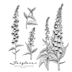 Sketch Floral decorative set. Foxglove flower drawings. Black and white with line art isolated on white backgrounds. Hand Drawn Botanical Illustrations. Elements vector. © b.illustrations
