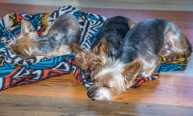 Yorkshire terriers lie on a colourful blanket inside a room on a wooden floor image in horizontal format