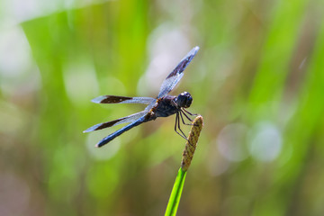 Black dragonfly on green plant close up
