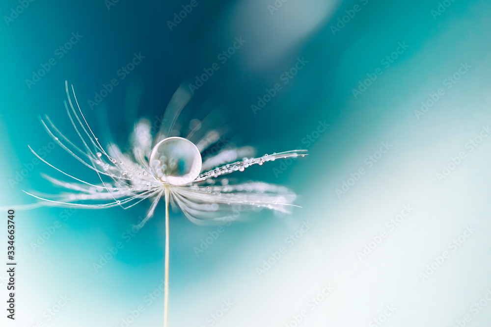 Aufkleber beautiful dew drop of water on dandelion macro flower, soft selective focus on bright blue and light