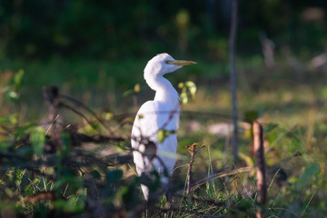 Close up of white heron bird