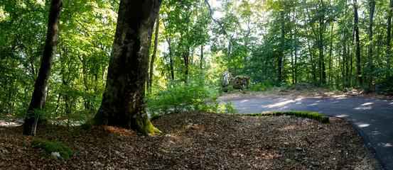 trail in the forest in panoramic photo