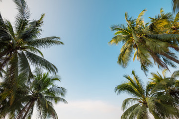 Beautiful coconut palm tree forest in sunshine day clear sky background vintage tone. Travel tropical summer beach holiday vacation or save the earth, nature environmental concept.