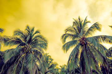 Fototapeta na wymiar Beautiful coconut palm tree forest in sunshine day clear sky background silhouette with color tone effect. Travel tropical summer beach holiday vacation or save the earth, nature environmental concept