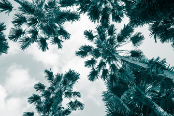 Green leave palm tree background with sky from bottom view. Tropical summer holiday or pattern from nature environmental for your creative design concept - Monochrome tone.