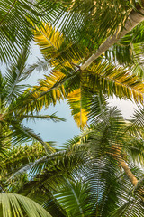 Fototapeta premium Green leave palm tree background with sky from bottom view. Tropical summer holiday or pattern from nature environmental for your creative design concept.